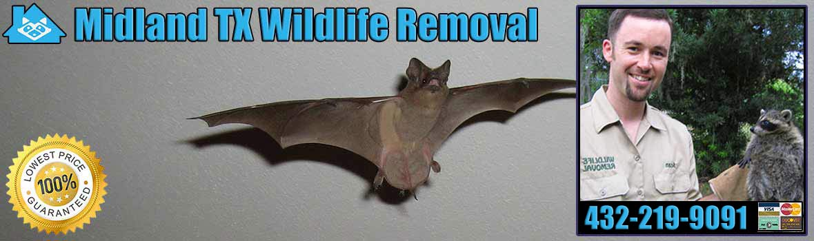 Midland Wildlife and Animal Removal